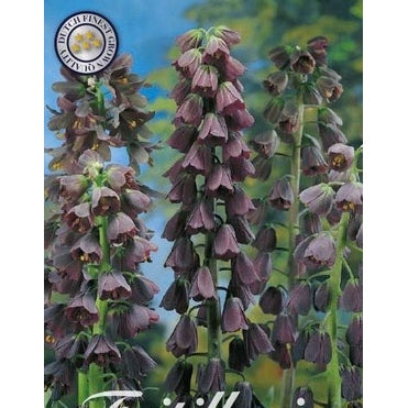 Klokkelilje - Fritillaria persica 'Persica' 1-pakning